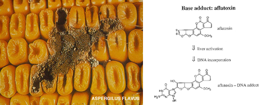 p53_cancer_liver