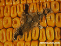 p53_Aflatoxin