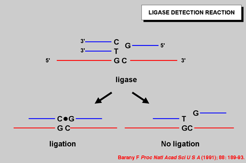 Figure 1: The ligase detection reaction relies on the high specificity of 