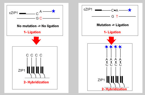 p53_LCR