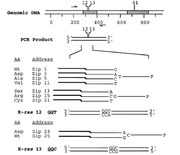 p53_LCR