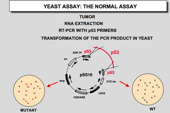 p53_FASAY