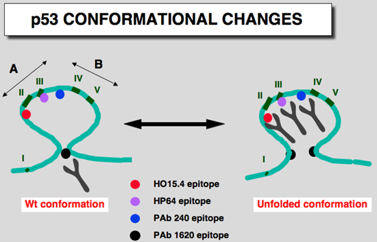 p53_structure