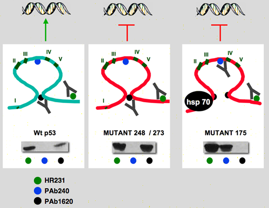 p53_structure