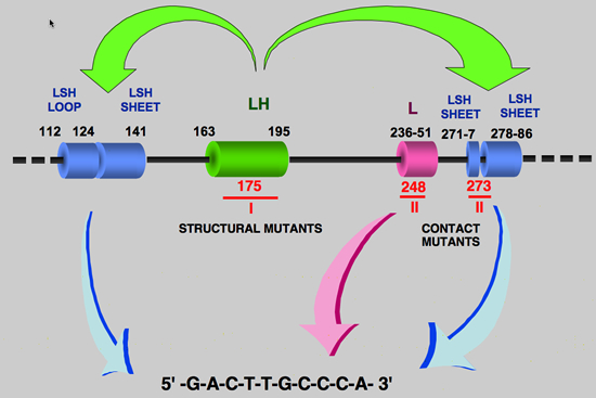 p53_structure