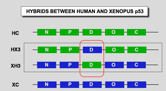 P53 Gene