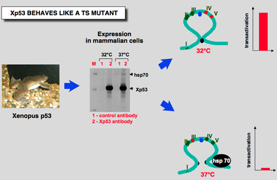 p53_Frog