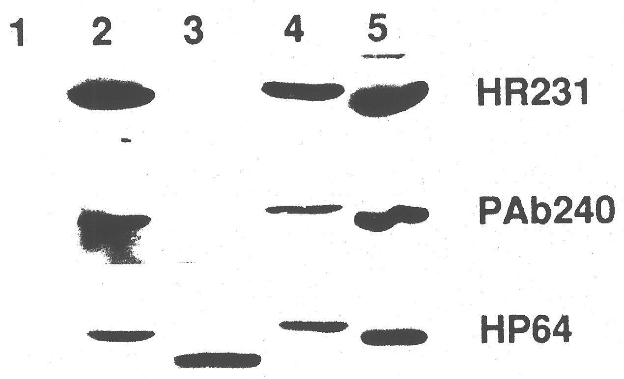 p53_antibodies