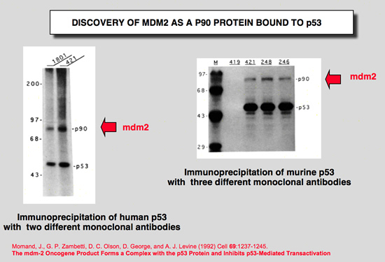 mdm2