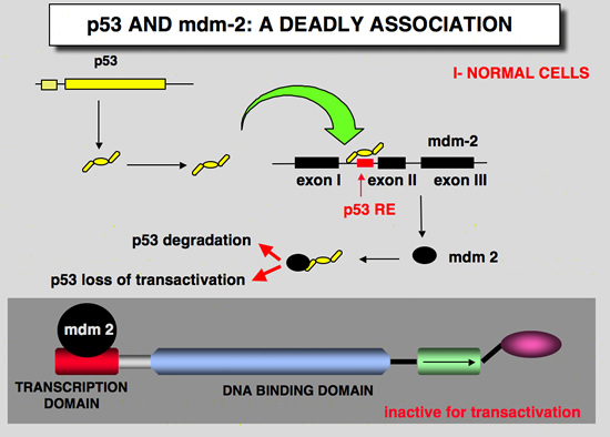 mdm2