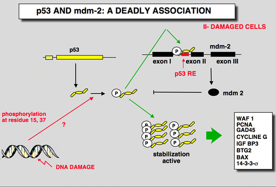 mdm2