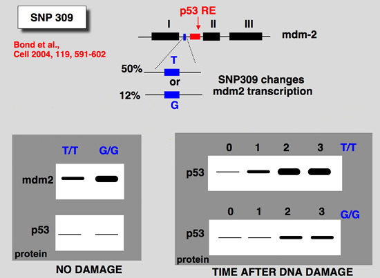 mdm2