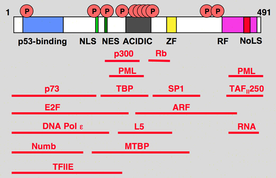 mdm2