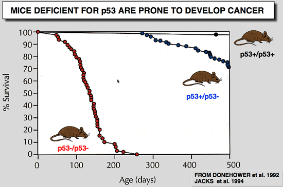 p53_Mice