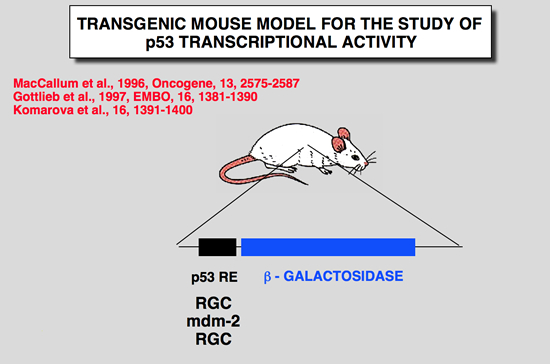 p53_Mice