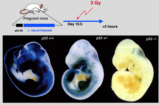 p53_Mice