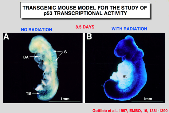 p53_Mice