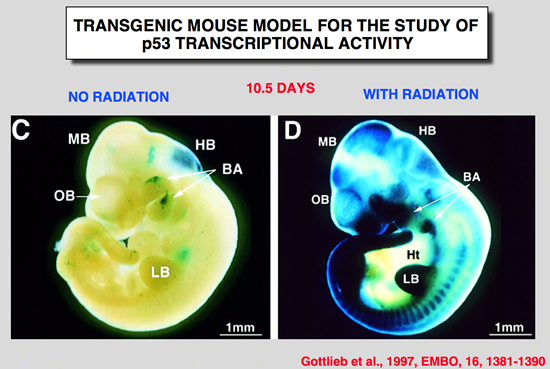 p53_Mice