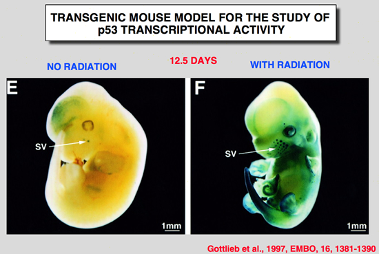 p53_Mice