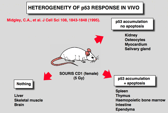 p53_Mice