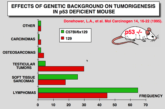 p53_Mice