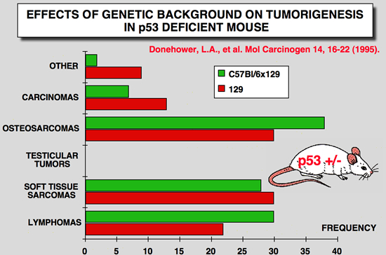 p53_Mice