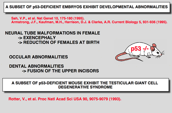 p53_Mice