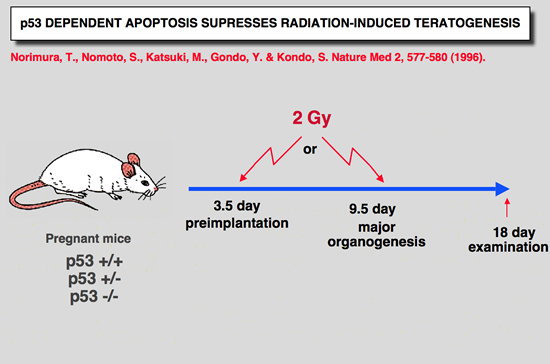 p53_Mice