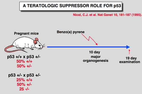 p53_Mice