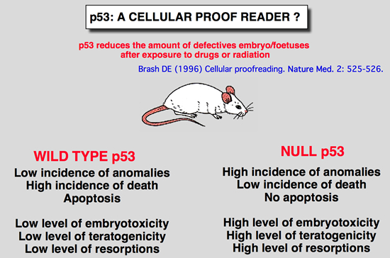 p53_Mice