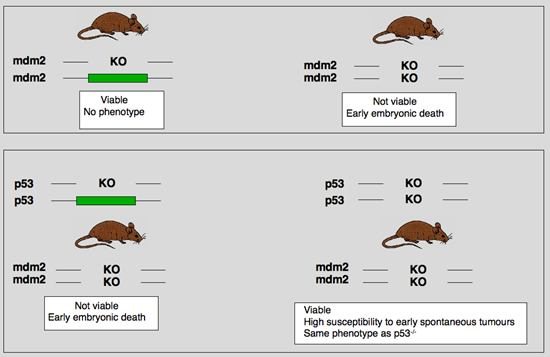 mdm2_mice