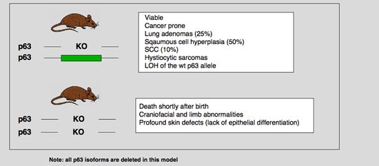 p63_mice