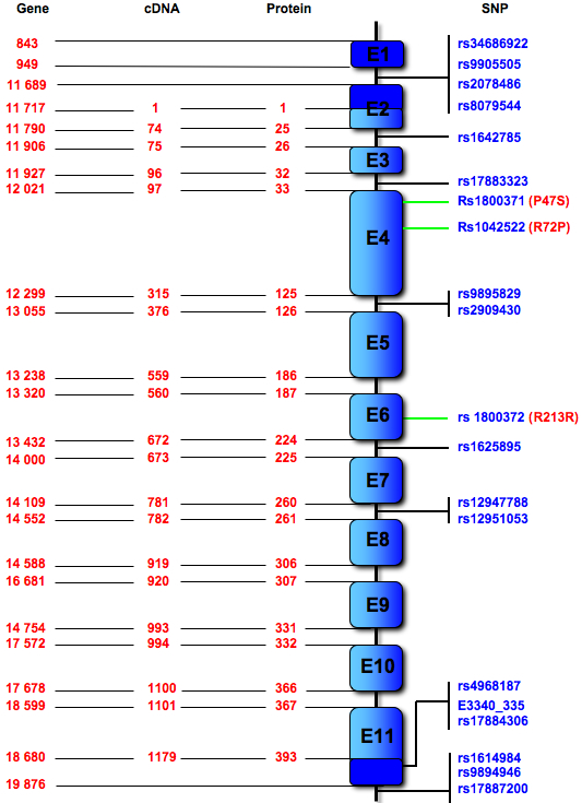 p53_SNP