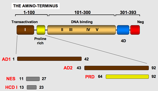 p53_protein