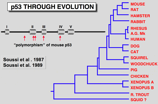 p53_history