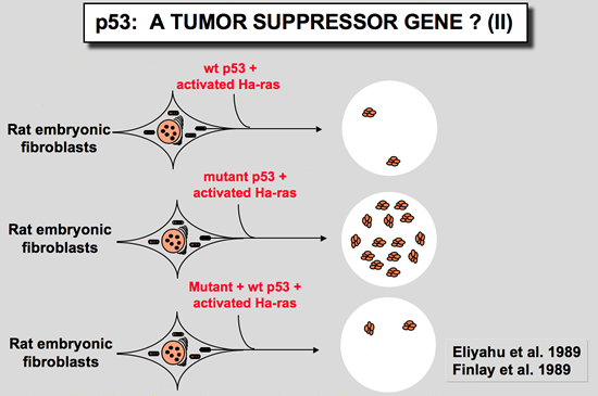 p53_history
